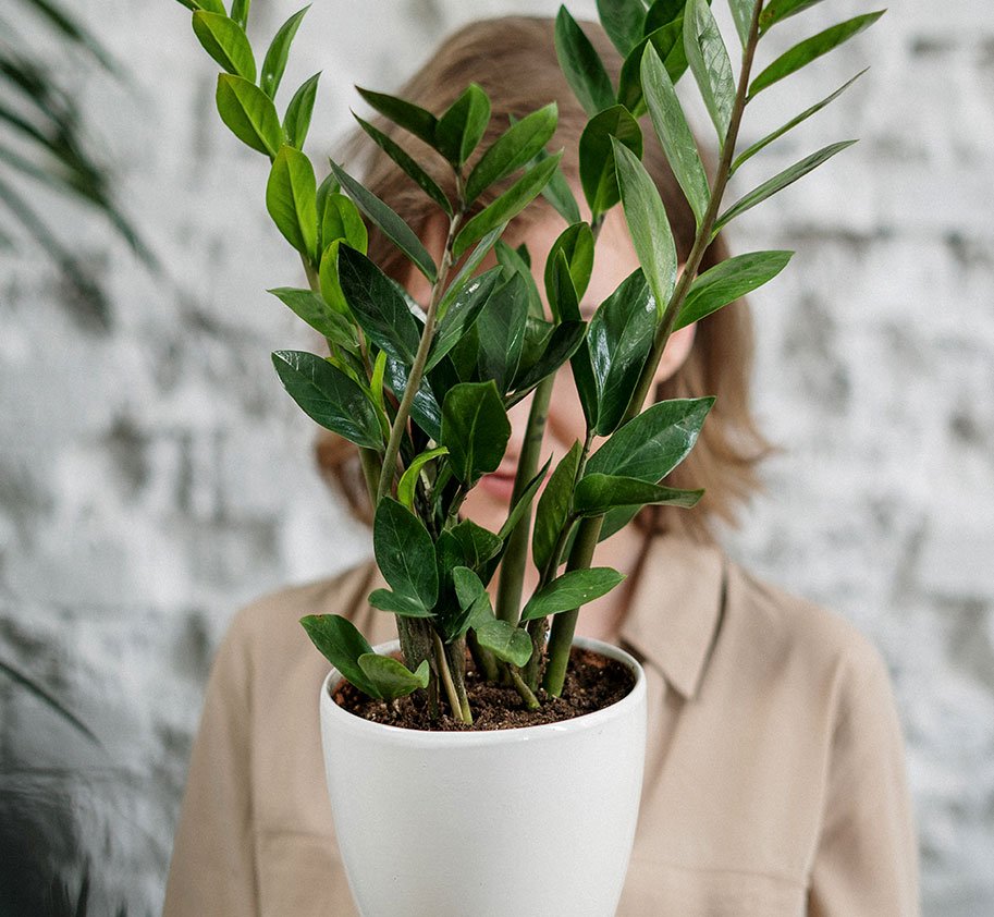 Pot Plant 3 Pot Plant 3