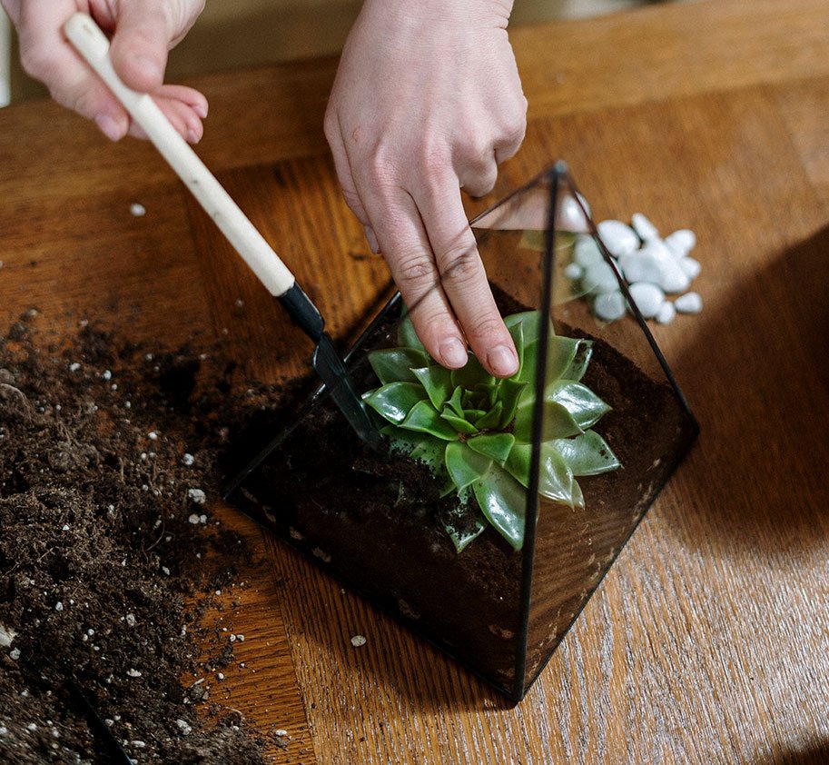 Small terrarium Small terrarium